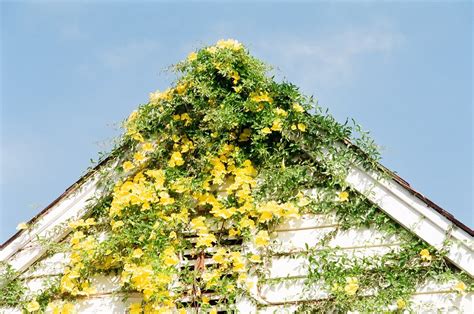 angels and people, life in New Orleans: Cat's claw vine