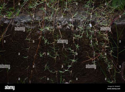 bermuda grass also known as Durba grass in India Stock Photo - Alamy