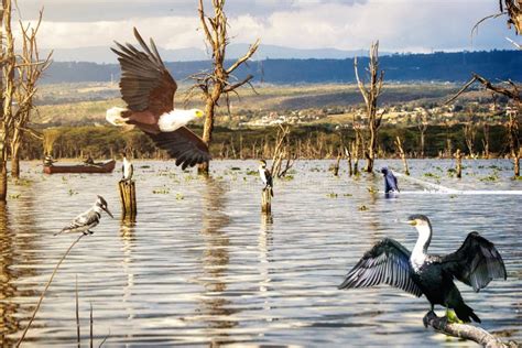 Lake Naivasha Scene with Fishermen and Birds Stock Photo - Image of ...