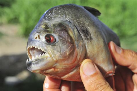 Fish with human teeth caught is piranha relative pacu | Daily Star