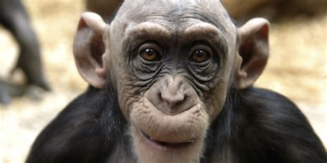 15 Animals That Make Us Feel Better About Getting Older | HuffPost