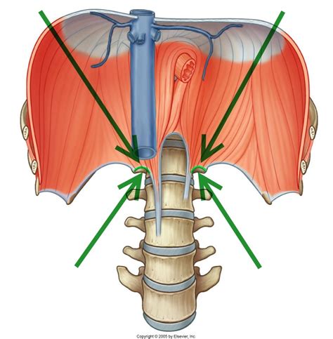 Level 22 - Durham University Medicine (Year One), - Memrise