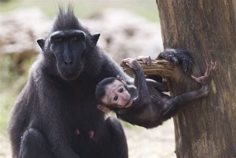 Celebes Crested macaque and her two-week-old baby Chimp, Orangutan, Wildlife Pictures, Animal ...