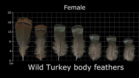 How To Identify Turkey Feathers - Best Guide With Tips, Tricks, and ...