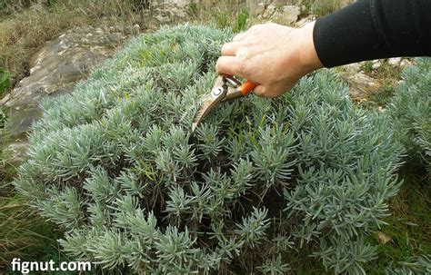 How to Prune Lavender Plant, Bush, Summer and Winter Pruning - FigNut