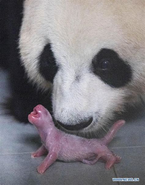 Naissance du premier bébé panda géant en Corée du Sud_French.news.cn
