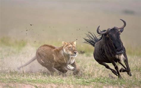 Animal Olympics by Paul Goldstein | Wildebeest, Animals, Animal planet