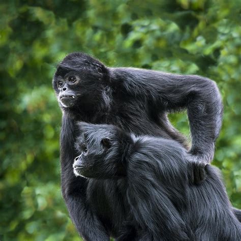 Colombian Black-faced Spider Monkeys Photograph by Power And Syred - Fine Art America