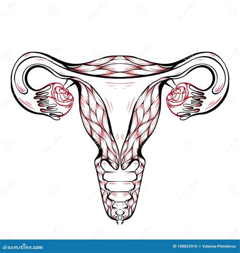 Contour Anatomical Sketch Of The Uterus. Healthy Female Body. Woman ...