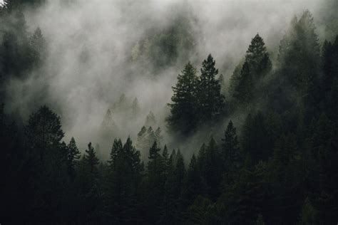Pin de Denis Pestov en Fog | Wallpaper bosque, Bosques del mundo, Acanto