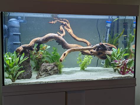 My first ever tank cycling away Any fish suggestions? : r/Aquariums