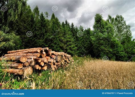 Cutted Trees Royalty-Free Stock Photography | CartoonDealer.com #43960187