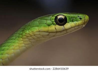 Beautiful Rough Green Snake Head Macro Stock Photo 2286410639 ...