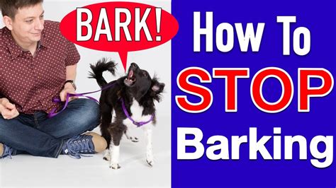 How to Train your Dog to STOP BARKING! - YouTube