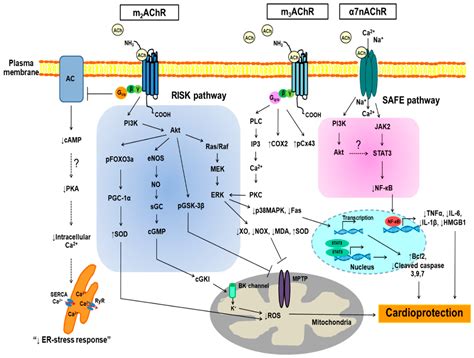 IJMS | Free Full-Text | Revisiting the Cardioprotective Effects of Acetylcholine Receptor ...