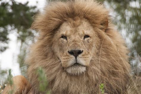 Lion - Kristiansand Zoo - Norway Stock Photo - Image of stare, staring: 57679274