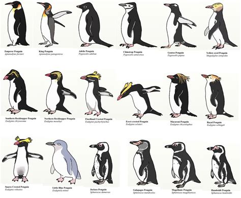 All 17 species of penguin! More | Penguin species, Types of penguins, Penguins