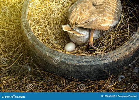 Eggs from Chinese Gray Geese in Old Tires. Stock Photo - Image of bird, gray: 186065482