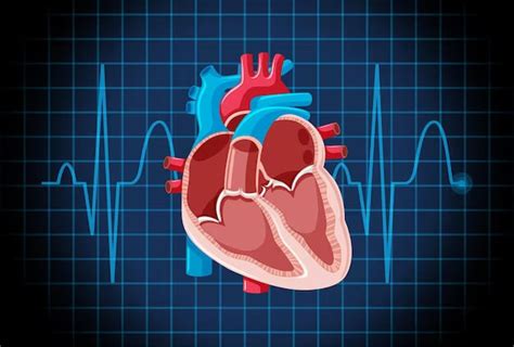 What Is Interventional Cardiology? - Ayu Health