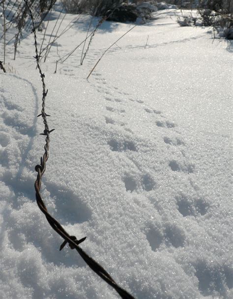 Moose Tracks Vs Elk Tracks: Unraveling the Mystery - OpticsMax