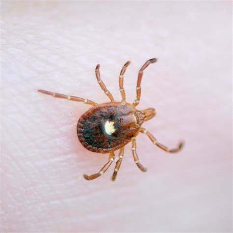 6 Lone Star Tick Diseases and the Symptoms to Know, Per an Expert