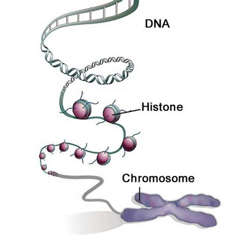 mcbella 78 adlı kullanıcının Genetics panosundaki Pin | Dna, Biyoloji ...