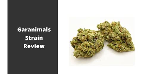 Garanimals Strain Review