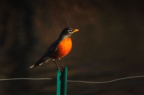 Free picture: bird, animal, avian, beak, beautiful, color, feathers, fence