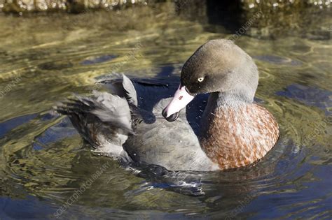 Blue duck - Stock Image - Z828/0298 - Science Photo Library