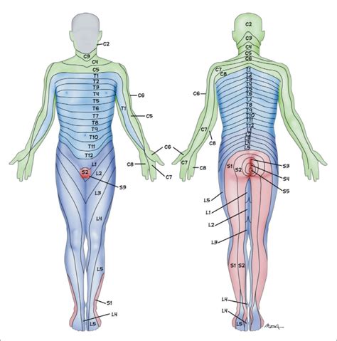 Thoracic Dermatomes Shingles Treatment - Dermatomes Chart and Map