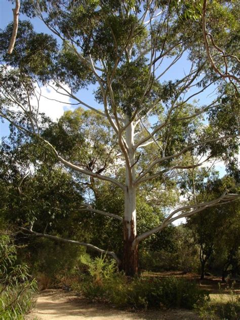 Eucalyptus grandis | Rare Plants