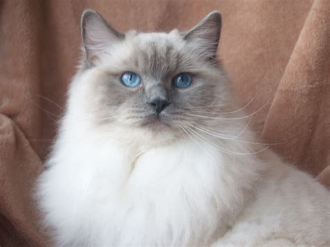 List of Ragdoll Cat Colors - Dennis G. Zill