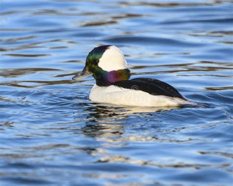 Stunning Bufflehead Male Duck Stock Photo - Image of cute, bill: 201132560