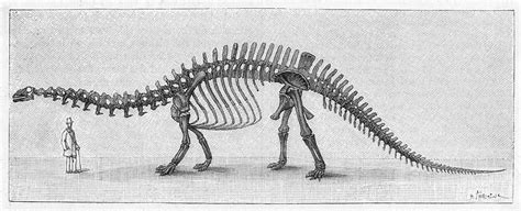 Skeleton Of Apatosaurus (also Known Drawing by Mary Evans Picture ...