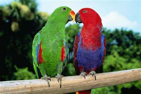Most Colorful Parrot Species
