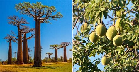 What is Baobab Fruit and its Benefits | Balcony Garden Web