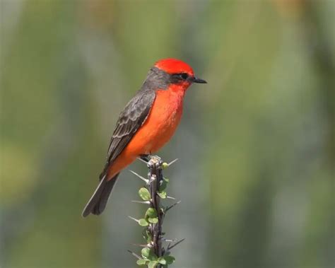 Vermilion Flycatcher - Facts, Diet, Habitat & Pictures on Animalia.bio