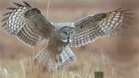 Great Gray Owl Flying