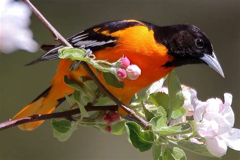 Birds With Orange Plumage Around the World