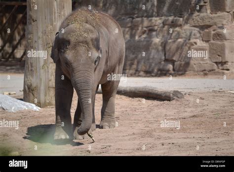 Elephants at Chester Zoo Stock Photo - Alamy