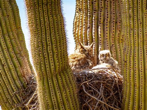 Great Horned Owl Nesting (All You Need To Know) | Birdfact