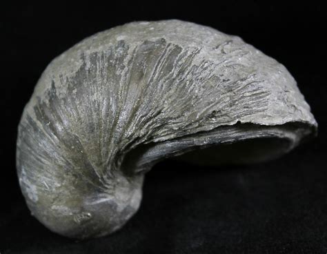 Gryphaea (Devil's Toenail) Fossil Oyster - Jurassic (#25973) For Sale ...