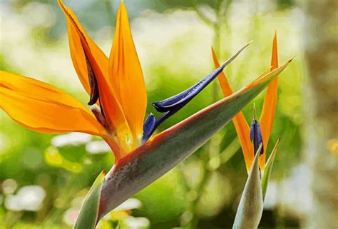 Why Are Your Bird Of Paradise Plant Leaves Curling? - Gardening Dream