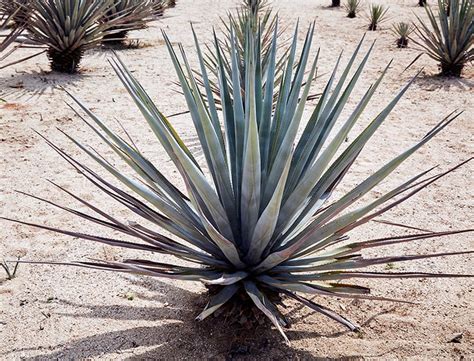 Blue Agave Guide: How to Grow & Care for “Agave Tequilana”