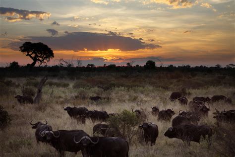 Botswana Travel Guide