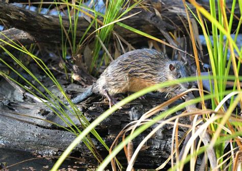 Rakali (Australian water rat) - Oyster Harbour Catchment Group