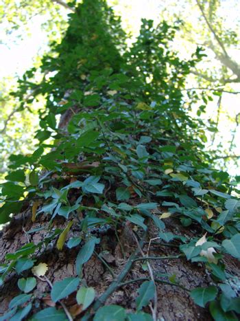 Removing Invasive Vines | Scott Arboretum