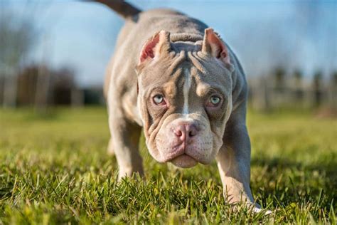 Pocket bully: Dog breed characteristics & care