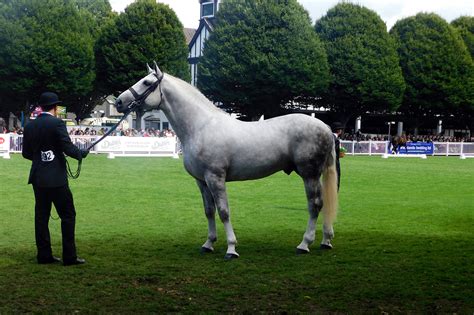 Irish Draught Horse Breed Guide: Characteristics, Health & Nutrition ...