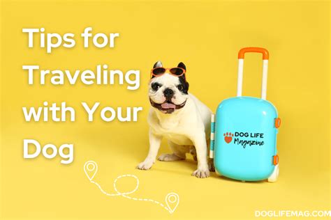 Tips for Traveling With Your Dog Safely- doglifemag.com